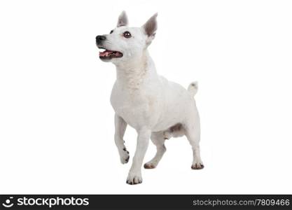 white Jack Russel Terrier