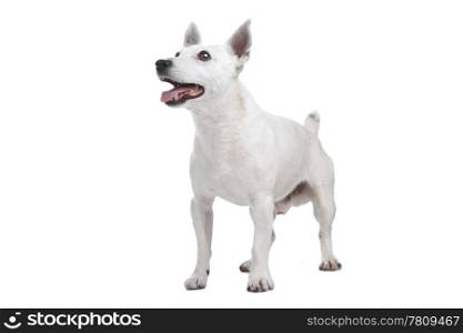 white Jack Russel Terrier