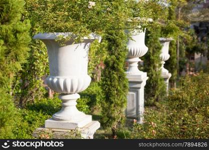 White Jardiniere Trees planted in pots. Decorations in the garden area