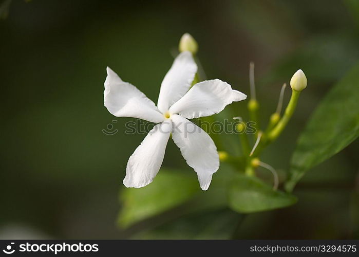 White Jasmine flower blossoms