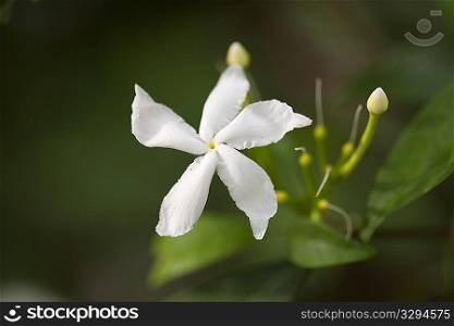White Jasmine flower blossoms