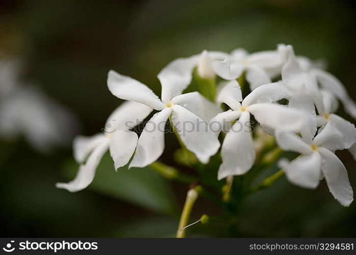 White Jasmine flower blossoms