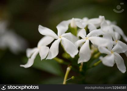 White Jasmine flower blossoms