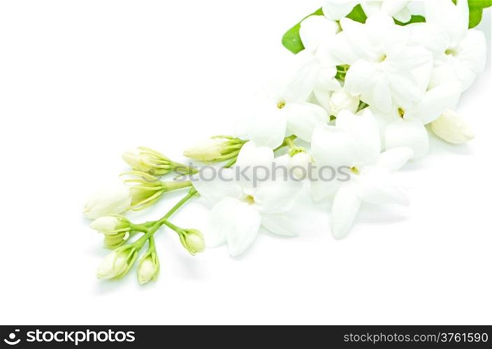 White Jasmine flower, isolated on a white background