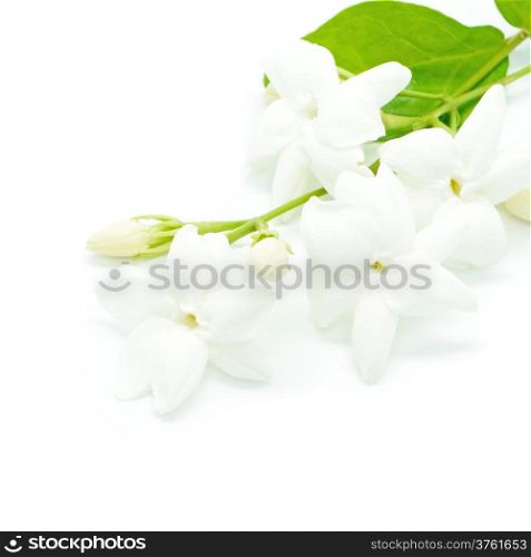 White Jasmine flower, isolated on a white background