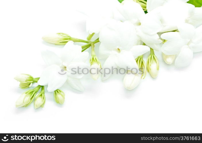 White Jasmine flower, isolated on a white background