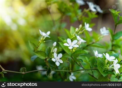 White jasmine flowers in a garden with green leaf nature background,It is a tropical plant in Asia.