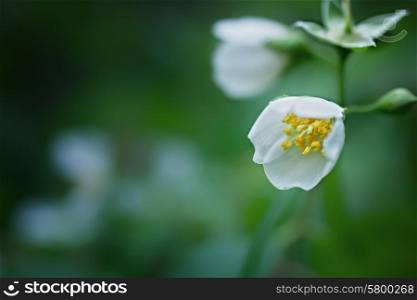 White jasmine flowers on a background of green foliage