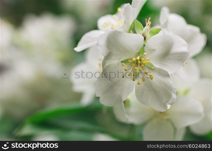 White jasmine flowers on a bush macro