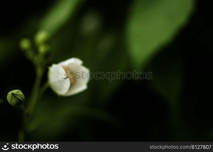 White jasmine flowers on a bush macro