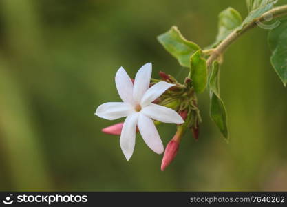 White Jasmine flowers on tree in garden