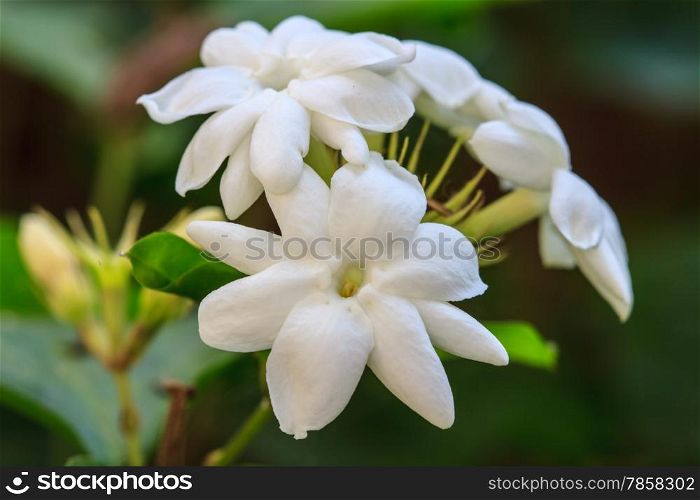 White Jasmine flowers on tree in garden