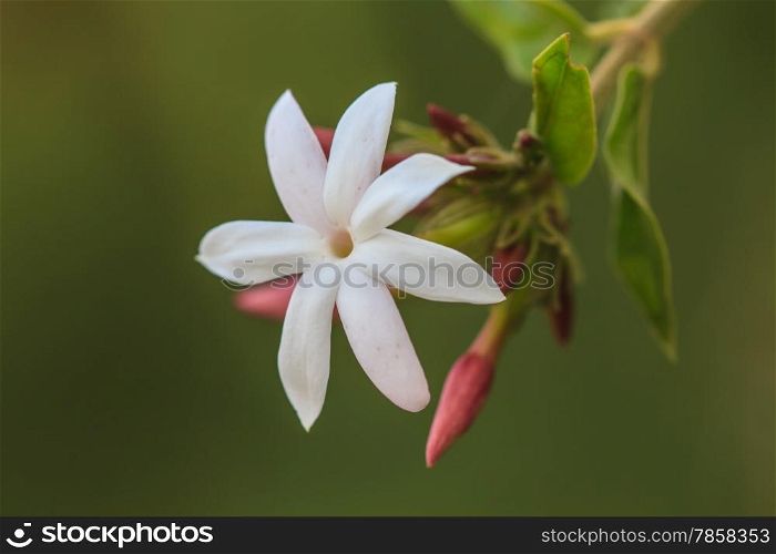 White Jasmine flowers on tree in garden