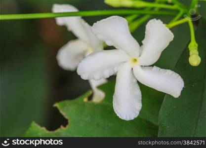 White Jasmine flowers on tree in tropical forest