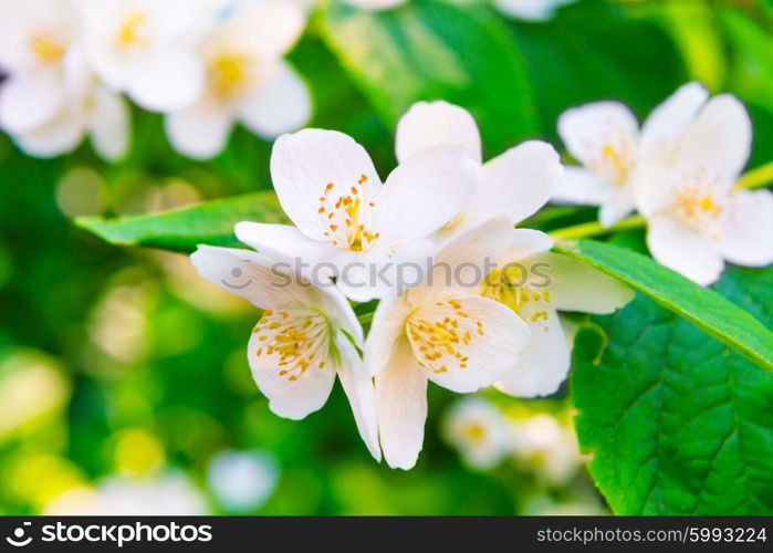 White jasmine flowers with green leaves over bright shining sun
