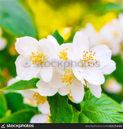 White jasmine flowers with green leaves over bright shining sun