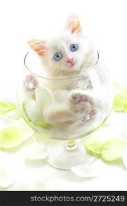 White kitten in a glass wine glass....
