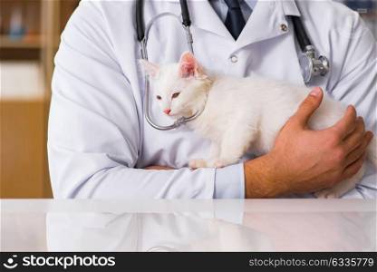 White kitten visiting vet for check up