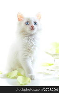 White kitten with blue eyes. On a white background.