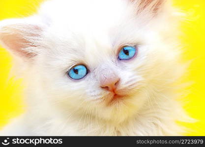 White kitten with blue eyes. On a yellow background.