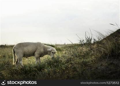 White lamb grazing on Sylt island pastures. Summer scenery with cute baby sheep in the morning light.