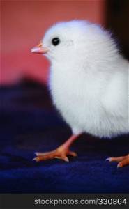 White Layer Chick, closeup, Satara, Maharashtra, India. White Layer Chick, closeup, Satara, Maharashtra, India.