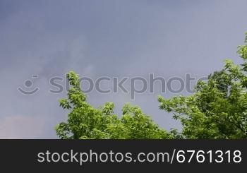 White lightning strike during summer storm