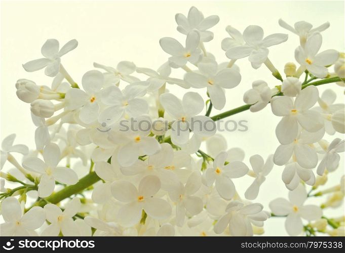 White Lilac background