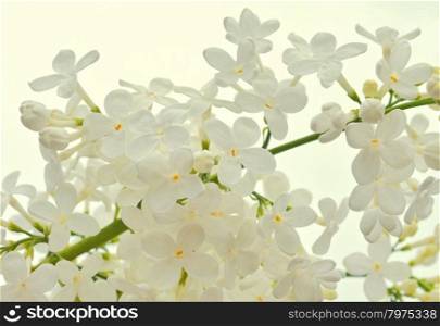White Lilac background