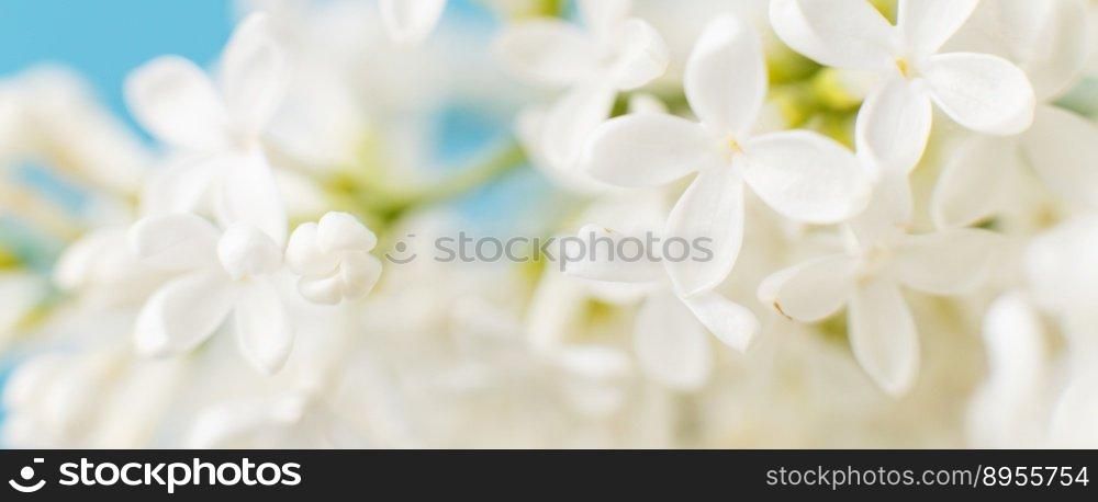 white lilac flower branch on a blue background with copy space for your text.. white lilac flower branch on a blue background with copy space for your text
