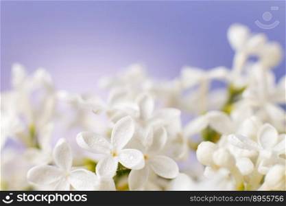 white lilac flower branch on a purple background with copy space for your text.. white lilac flower branch on a purple background with copy space for your text