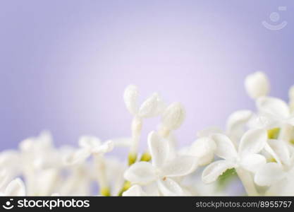 white lilac flower branch on a purple background with copy space for your text.. white lilac flower branch on a purple background with copy space for your text