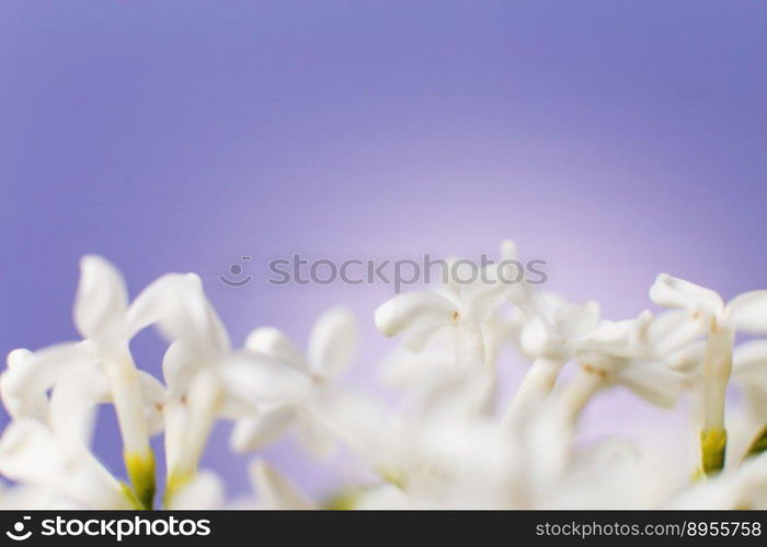 white lilac flower branch on a purple background with copy space for your text.. white lilac flower branch on a purple background with copy space for your text