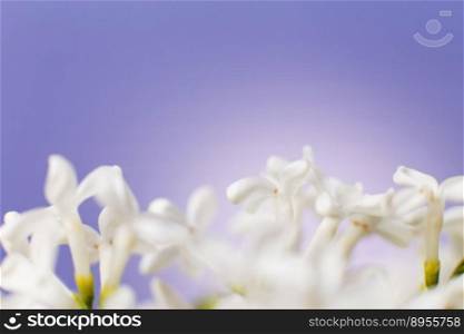 white lilac flower branch on a purple background with copy space for your text.. white lilac flower branch on a purple background with copy space for your text