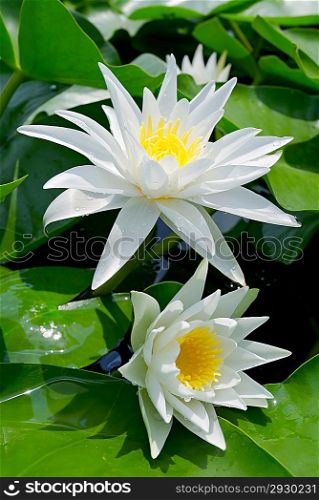 White lilies among green leaves in the lake