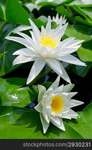 White lilies among green leaves in the lake