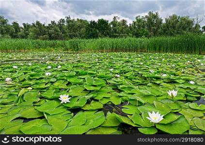 White lilies among the leaves on the lake