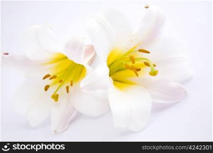 White Lilies background