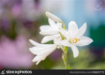 White lilies in summer garden. Yellow and orange lilies in the garden, lily joop flowers, lilium oriental joop.. Flowers white lilies in the garden in summer stock photo.