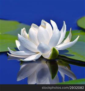 White lily against a blue water