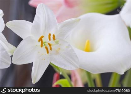 White lily and calla flowers over a black background