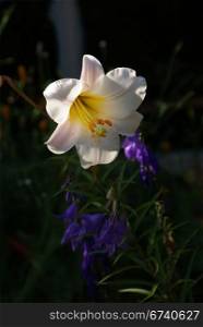White lily, , backlit in garden, Pacific Northwest