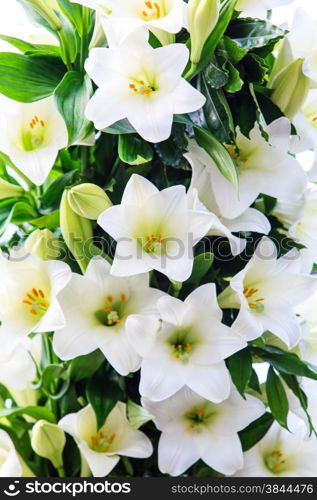 white lily. beautiful flowers