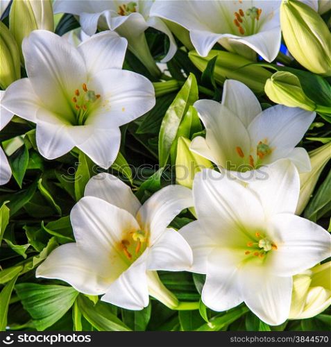 white lily. beautiful flowers