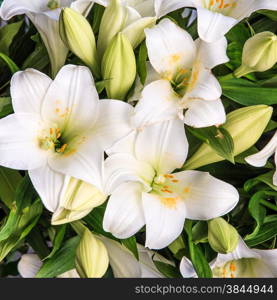 white lily. beautiful flowers