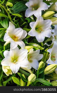 white lily. beautiful flowers