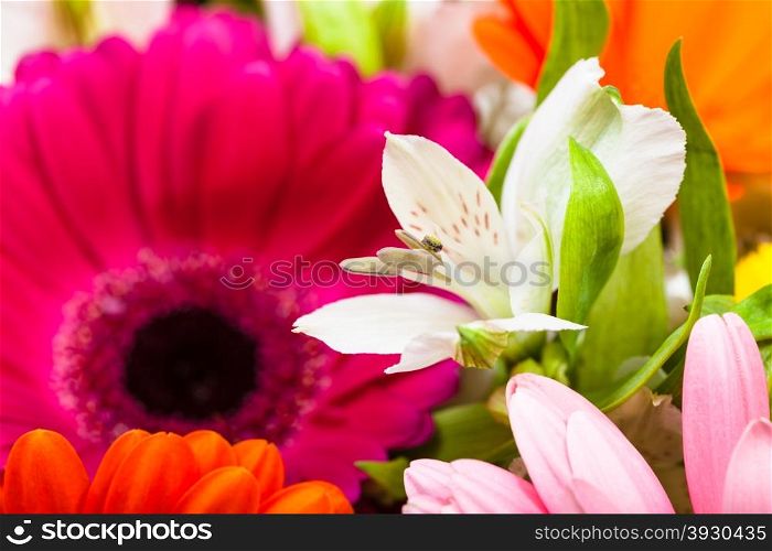 white lily bloom in gerbera flowers bouquet close up