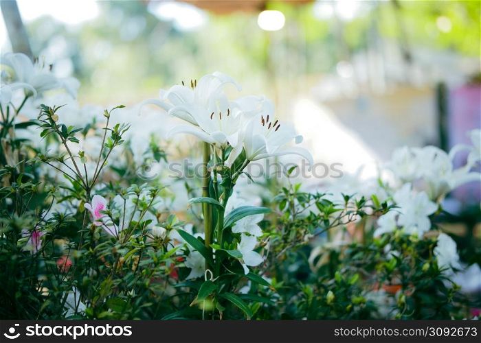 white lily flower blooming in garden