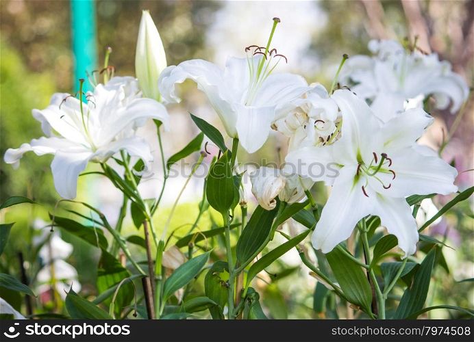 white lily flower in a garden