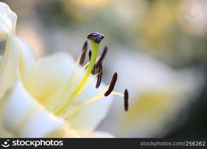 White lily flower in macro